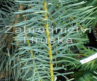 jedle - Abies concolor 'Pyramidalis'