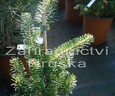 jedle - Abies koreana 'Golden Cluis'