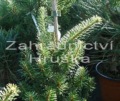 jedle - Abies koreana 'Golden Cluis'