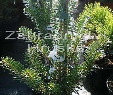 jedle - Abies koreana 'Golden Cluis'