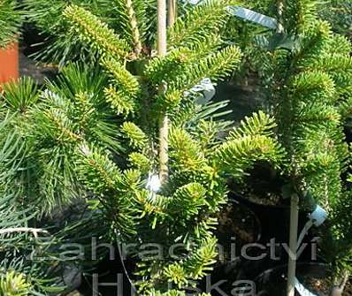 jedle - Abies koreana 'Golden Cluis'