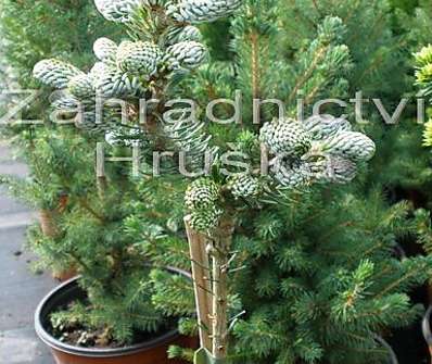 jedle - Abies koreana 'Eis Brecker' KM