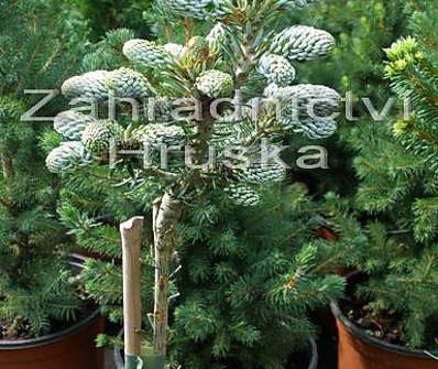 jedle - Abies koreana 'Eis Brecker' KM