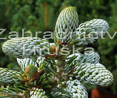 jedle - Abies koreana 'Eis Brecker' KM