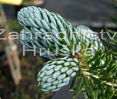 jedle - Abies koreana 'Eis Brecker' KM