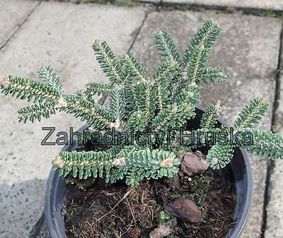 jedle - Abies koreana 'Oberon'