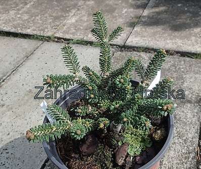 jedle - Abies koreana 'Oberon'