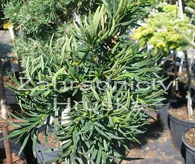 tis - Taxus baccata 'Balatka' KM