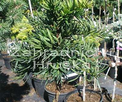 tis - Taxus baccata 'Balatka' KM