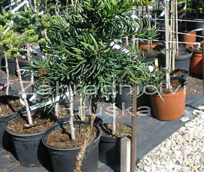 tis - Taxus baccata 'Balatka' KM