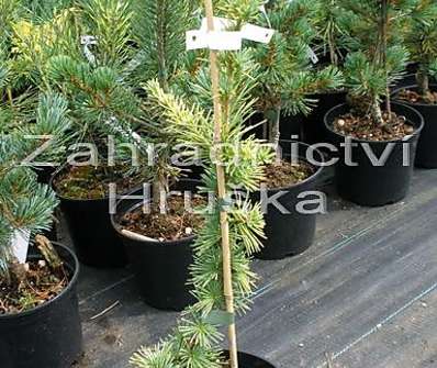 cedr - Cedrus atlantica 'Aurea'