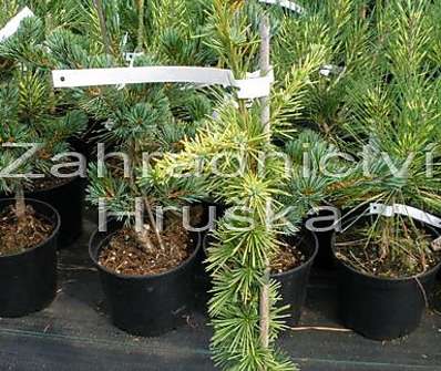 cedr - Cedrus atlantica 'Aurea'