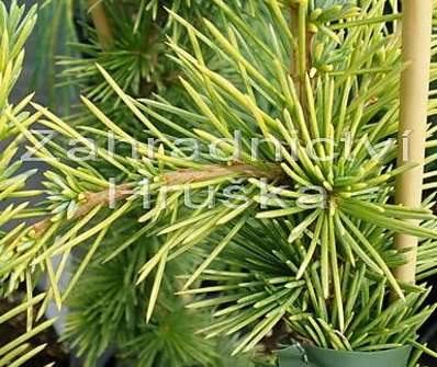cedr - Cedrus atlantica 'Aurea'