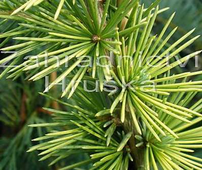 cedr - Cedrus atlantica 'Aurea'
