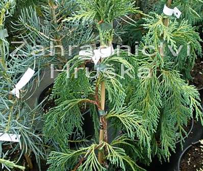 cypřišek - Chamaecyparis nootkatensis 'Pendula'