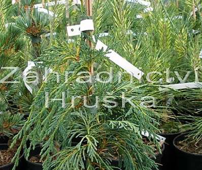 cypřišek - Chamaecyparis nootkatensis 'Pendula'