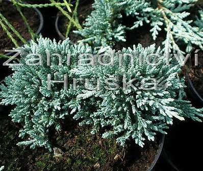 jalovec - Juniperus horizontalis 'Icee Blue'