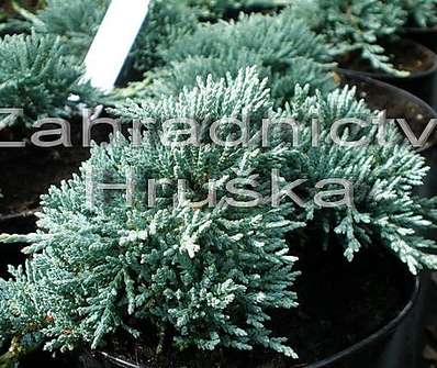 jalovec - Juniperus horizontalis 'Icee Blue'