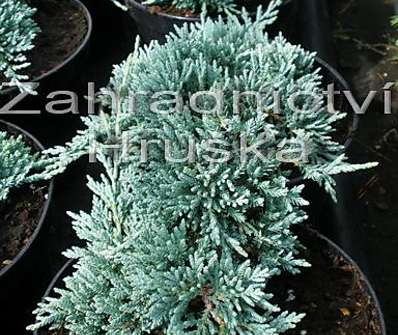 jalovec - Juniperus horizontalis 'Icee Blue'