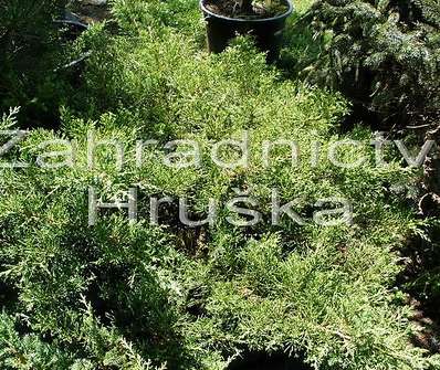 jalovec - Juniperus chinensis 'Pon Pon'