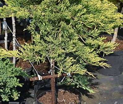 jalovec - Juniperus horizontalis 'Golden Carpet' KM