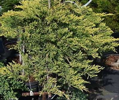jalovec - Juniperus horizontalis 'Golden Carpet' KM