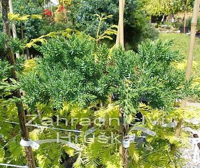 jalovec - Juniperus procumbens 'Haemisferica'.