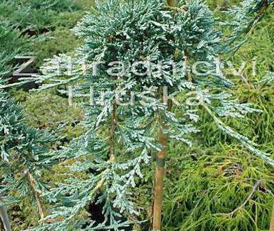 jalovec - Juniperus horizontalis 'Icee Blue' KM