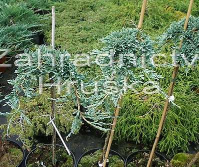 jalovec - Juniperus horizontalis 'Icee Blue' KM