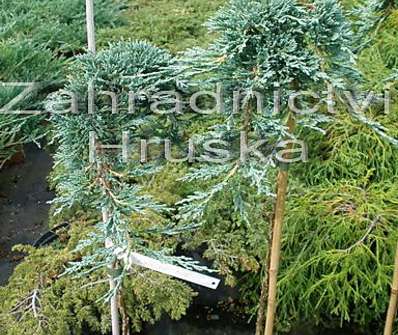 jalovec - Juniperus horizontalis 'Icee Blue' KM