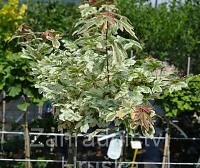 javor - Acer campestre 'Carnival'