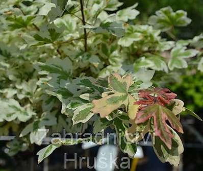 javor - Acer campestre 'Carnival'