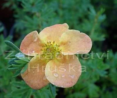 mochna - Potentilla fruticosa 'Hopley Orange'