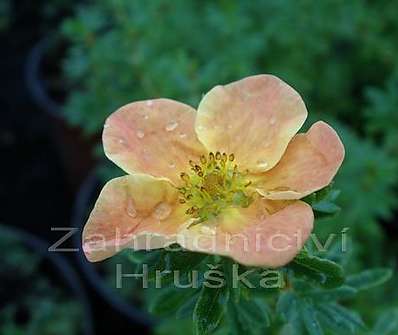 mochna - Potentilla fruticosa 'Hopley Orange'