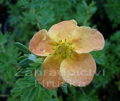 mochna - Potentilla fruticosa 'Hopley Orange'