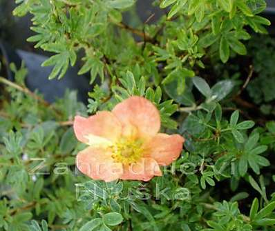 mochna - Potentilla fruticosa 'Hopley Orange'