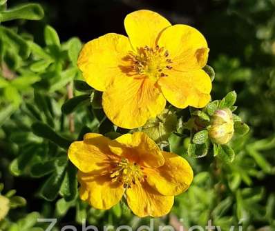 mochna - Potentilla fruticosa 'Hopley Orange'