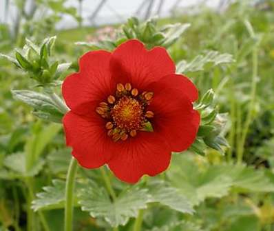 Potentilla atrosanguinea