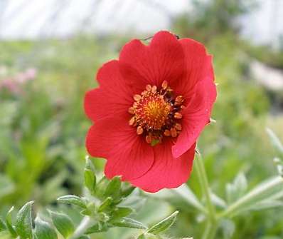 Potentilla atrosanguinea