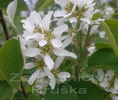 muchovník - Amelanchier 'Smoky'
