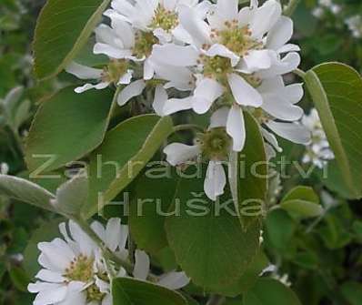 muchovník - Amelanchier 'Smoky'