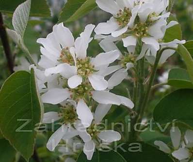 muchovník - Amelanchier 'Smoky'