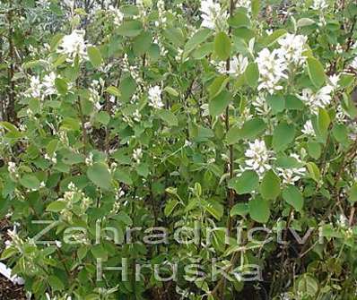 muchovník - Amelanchier 'Smoky'
