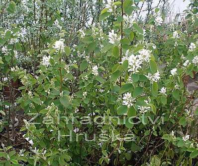 muchovník - Amelanchier 'Smoky'