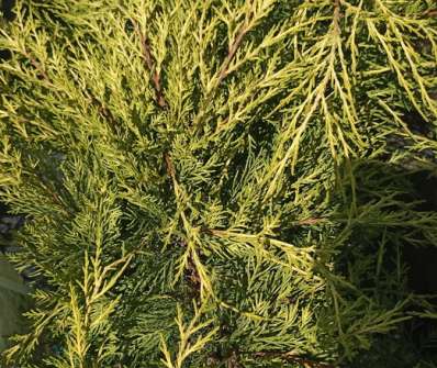 jalovec - Juniperus media 'Gold Coast'