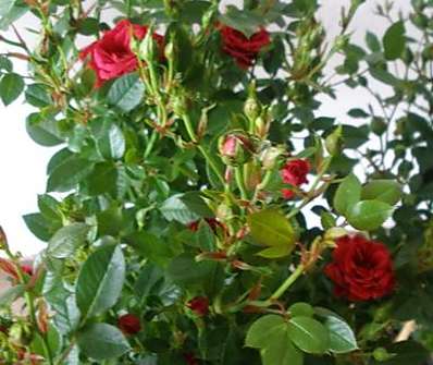růže stromkové mini v sortimentu