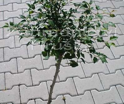 slivoň - Prunus incisa 'Kojou-no-mai'