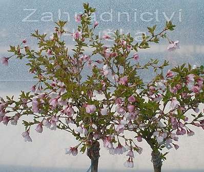 slivoň - Prunus incisa 'Kojou-no-mai'