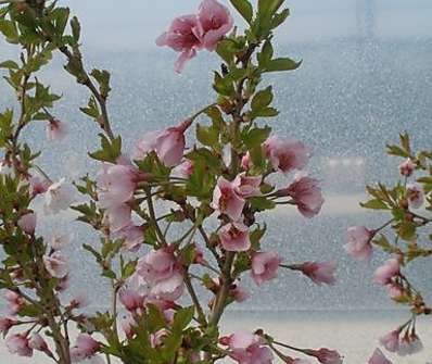 slivoň - Prunus incisa 'Kojou-no-mai'