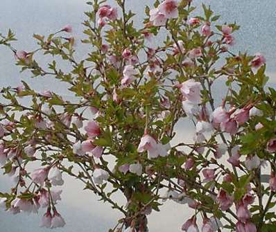 slivoň - Prunus incisa 'Kojou-no-mai'